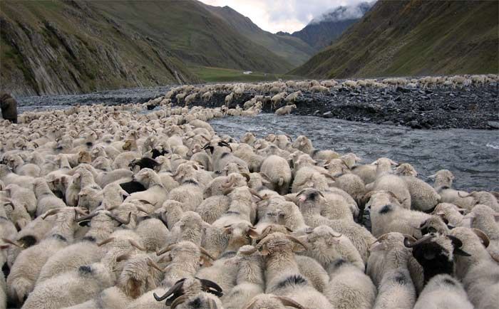 sheep_crossing