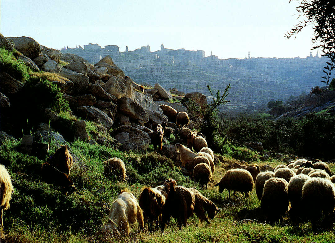 How the Shepherd gathers his sheep (Matthew&nbsp;10:5-8)
