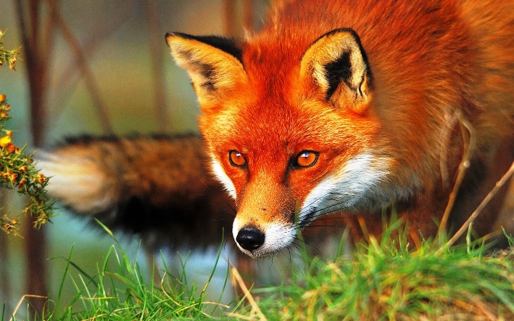 Jesus, the son of man (Matthew&nbsp;8:20)