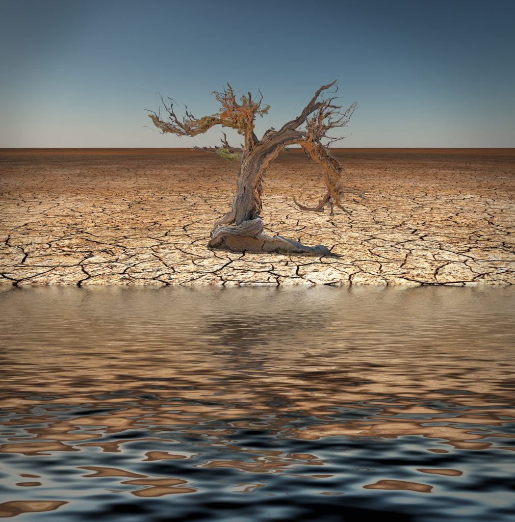 The king who heals creation (Exodus&nbsp;15:22-27)