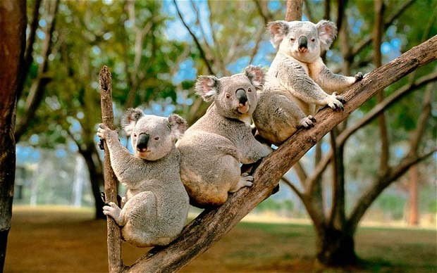 What kind of society do Aussies&nbsp;want?