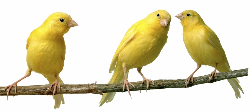 Can you help me find language for the&nbsp;gospel?