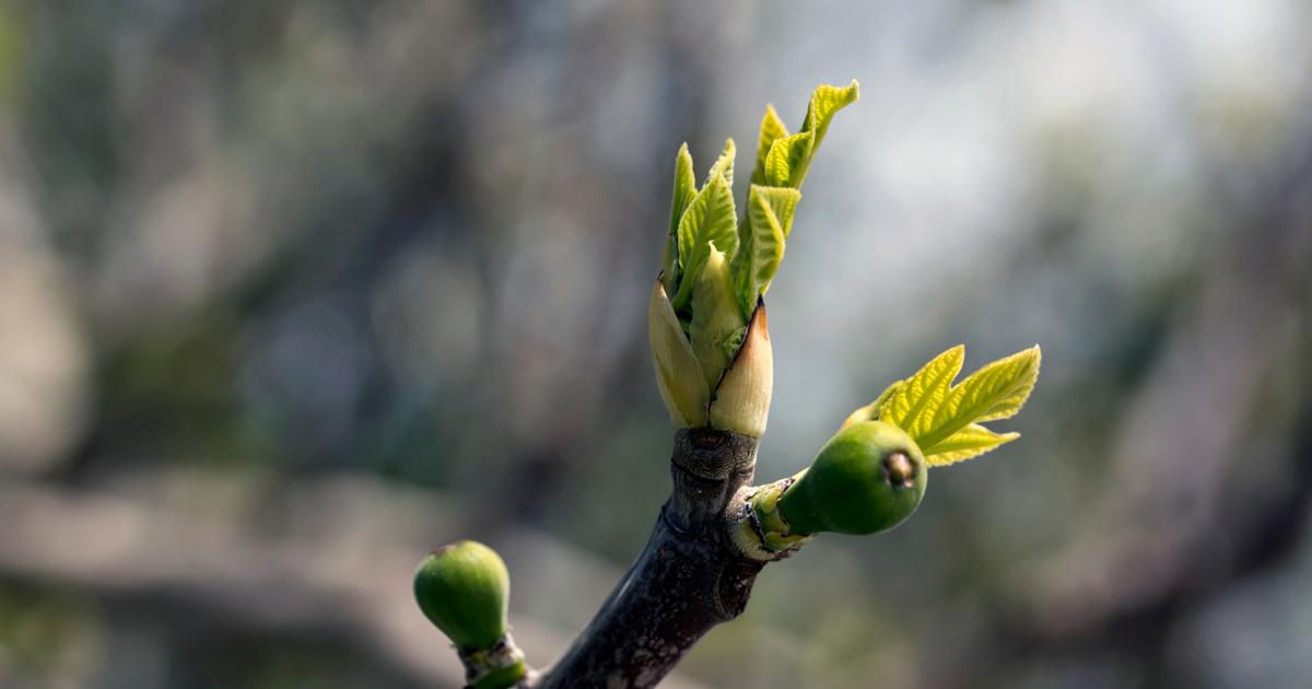 Fig trees and seasonal change (Matthew&nbsp;24:32-35)