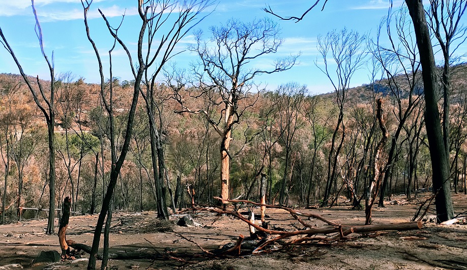 Zechariah’s hope of kingdom restoration (Zechariah&nbsp;1–2)