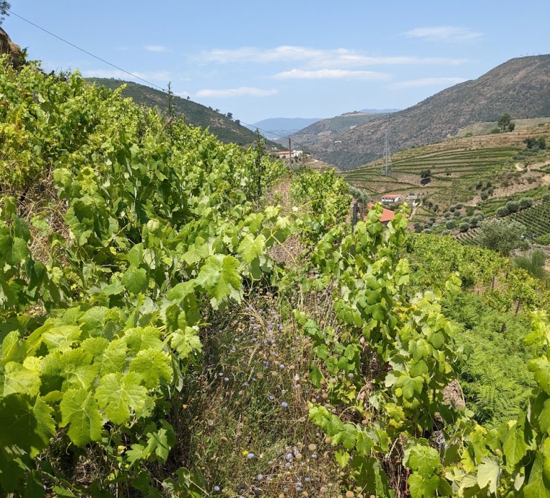 Psalm 80: Israel has&nbsp;fallen